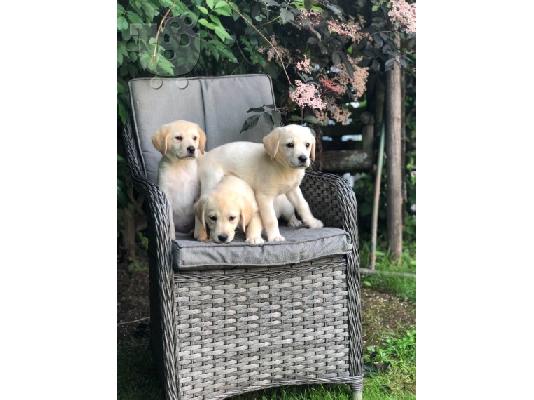 Η KC καταχωρήθηκε Fox Red Labrador